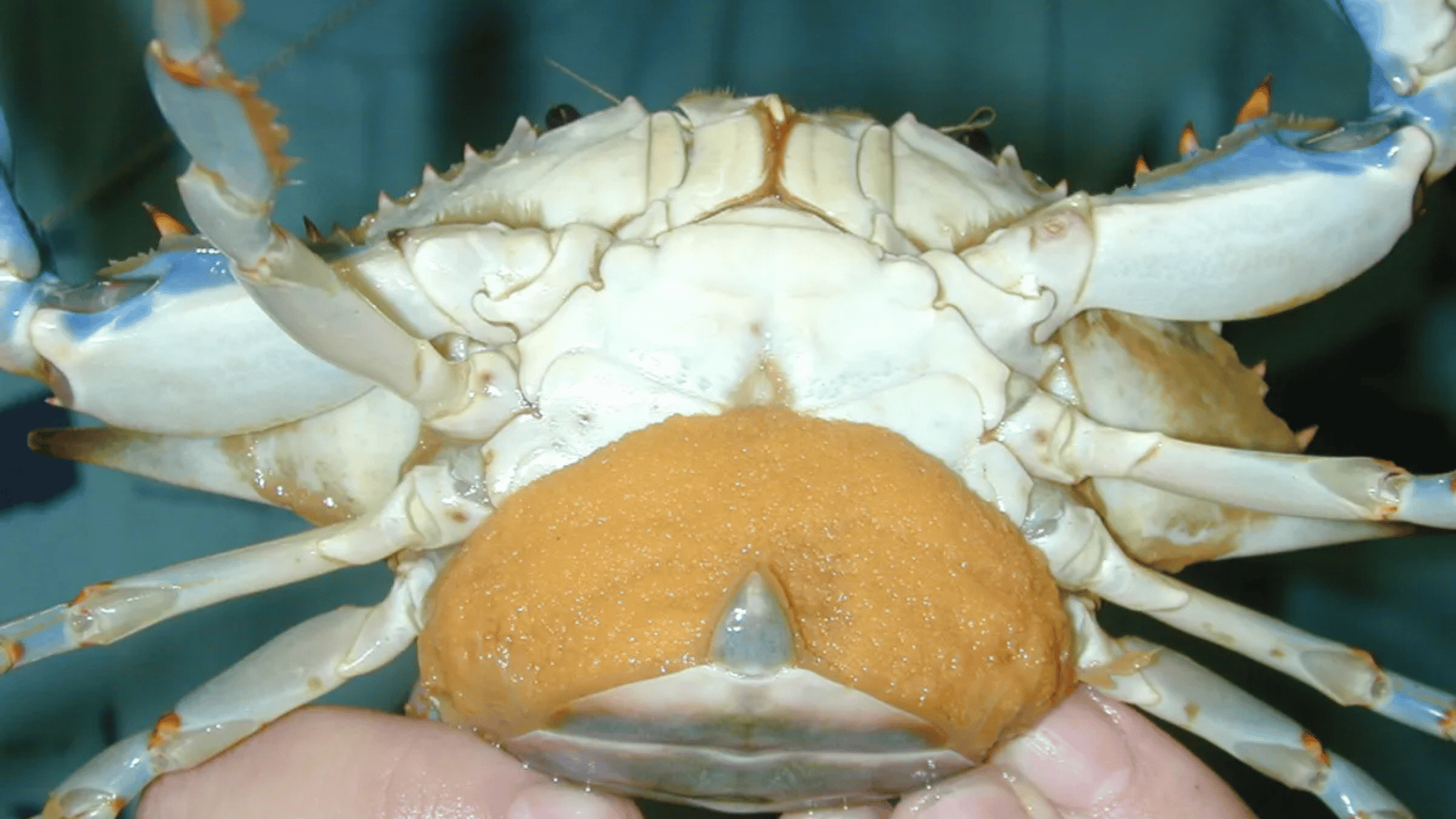 blue crab; Photo: Smithsonian Environmental Research Center