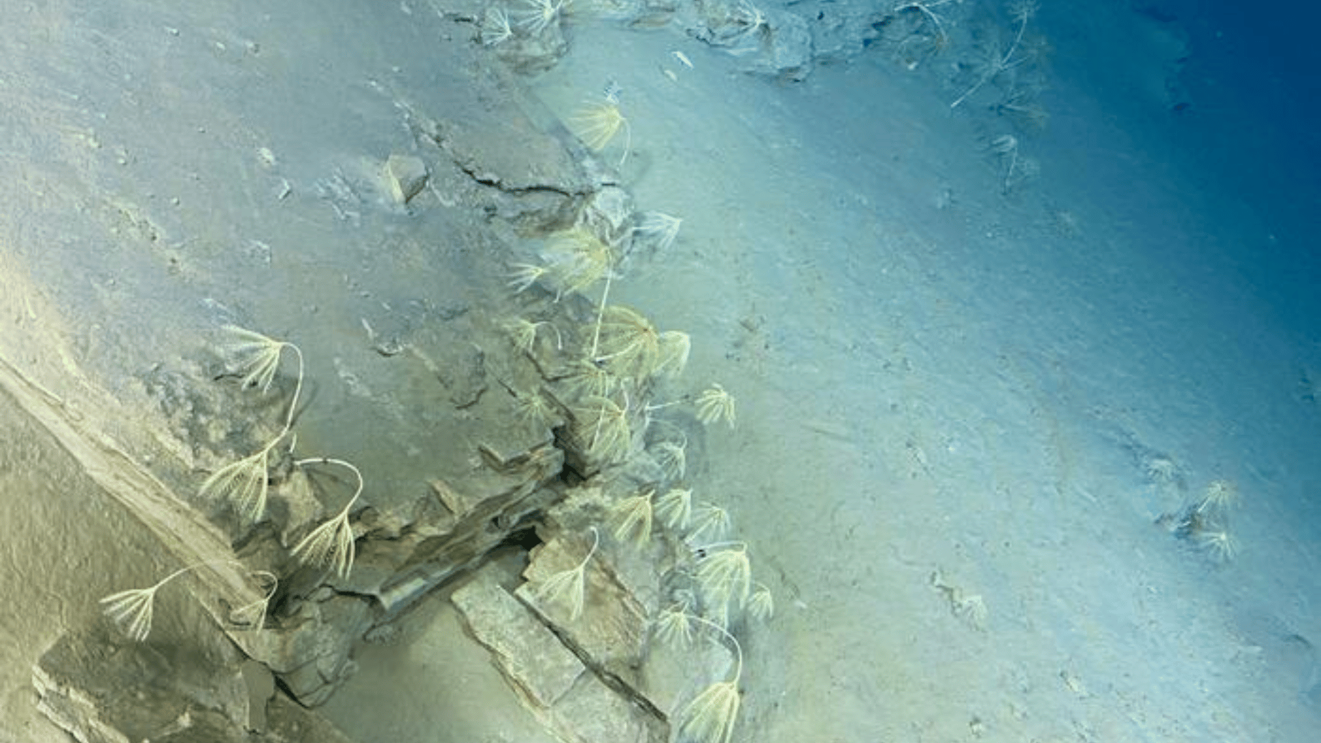 crinoid meadow crinoid meadow