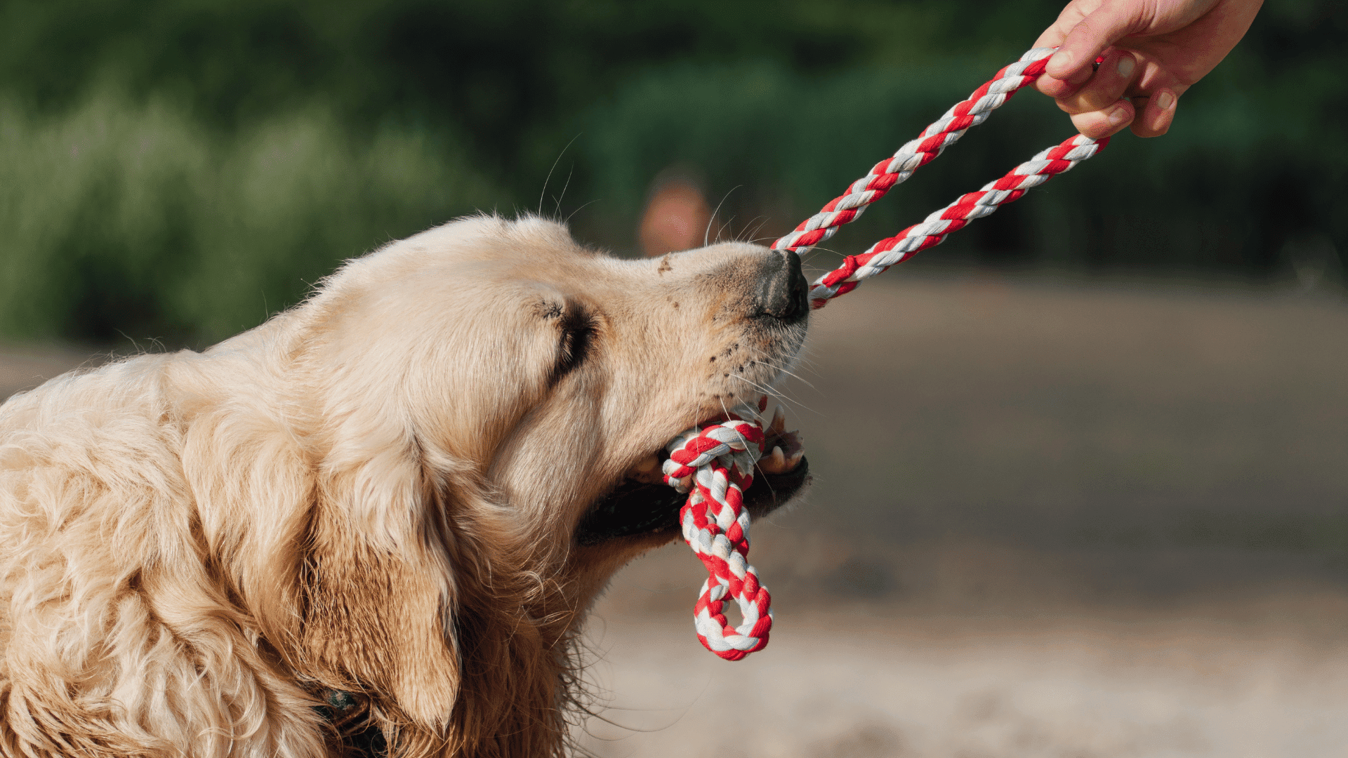 dog playing tug of war; Photo: Olha Didenko:Shutterstock