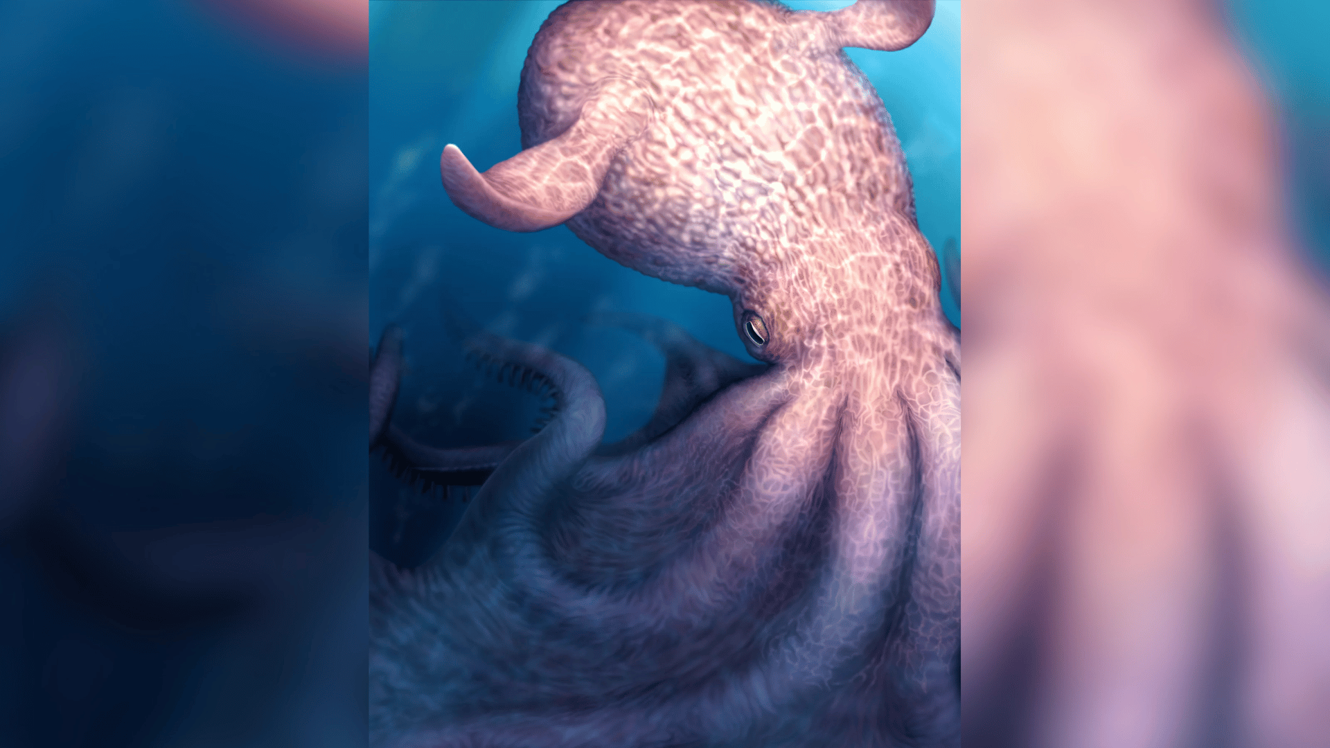 giant octopus sketch; Photo: Yohei Utsuki:Department of Earth and Planetary Sciences, Hokkaido University