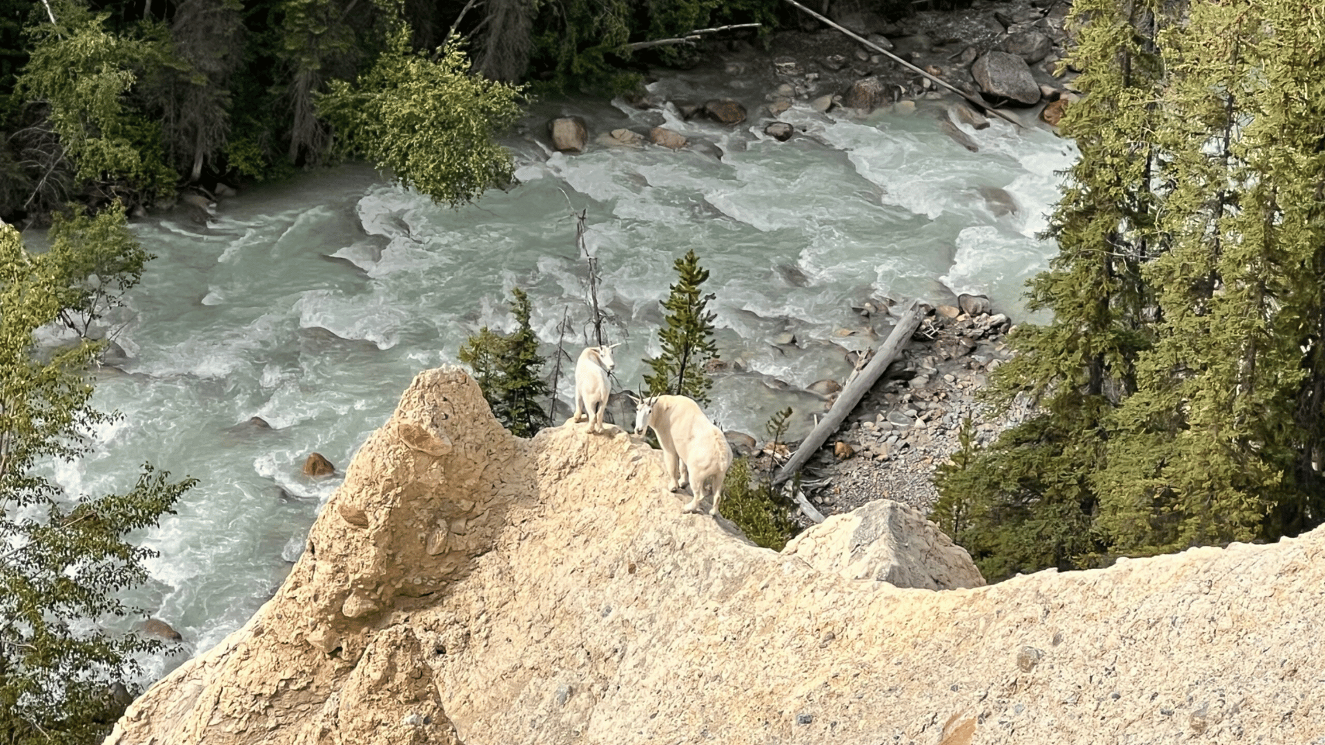 goats; Photo: Alison Young