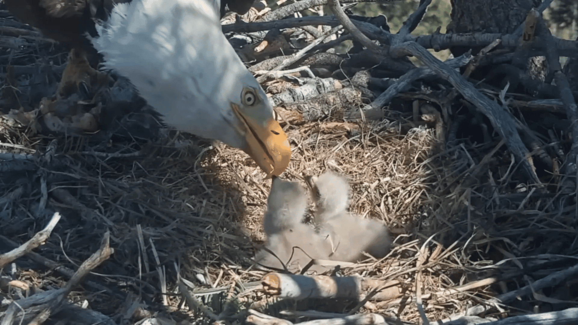 Jackie and shadow eaglets; Photo: Friends of Big Bear Valley