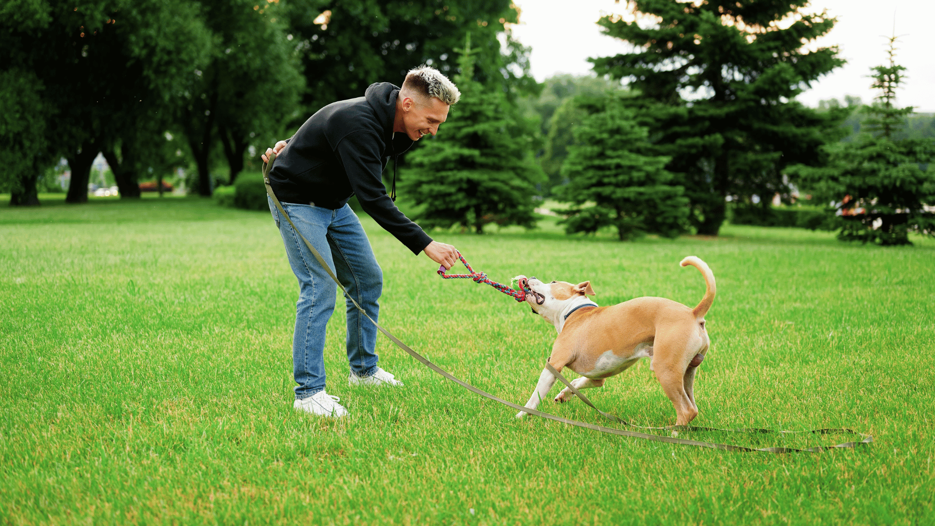 owner playing with dog
