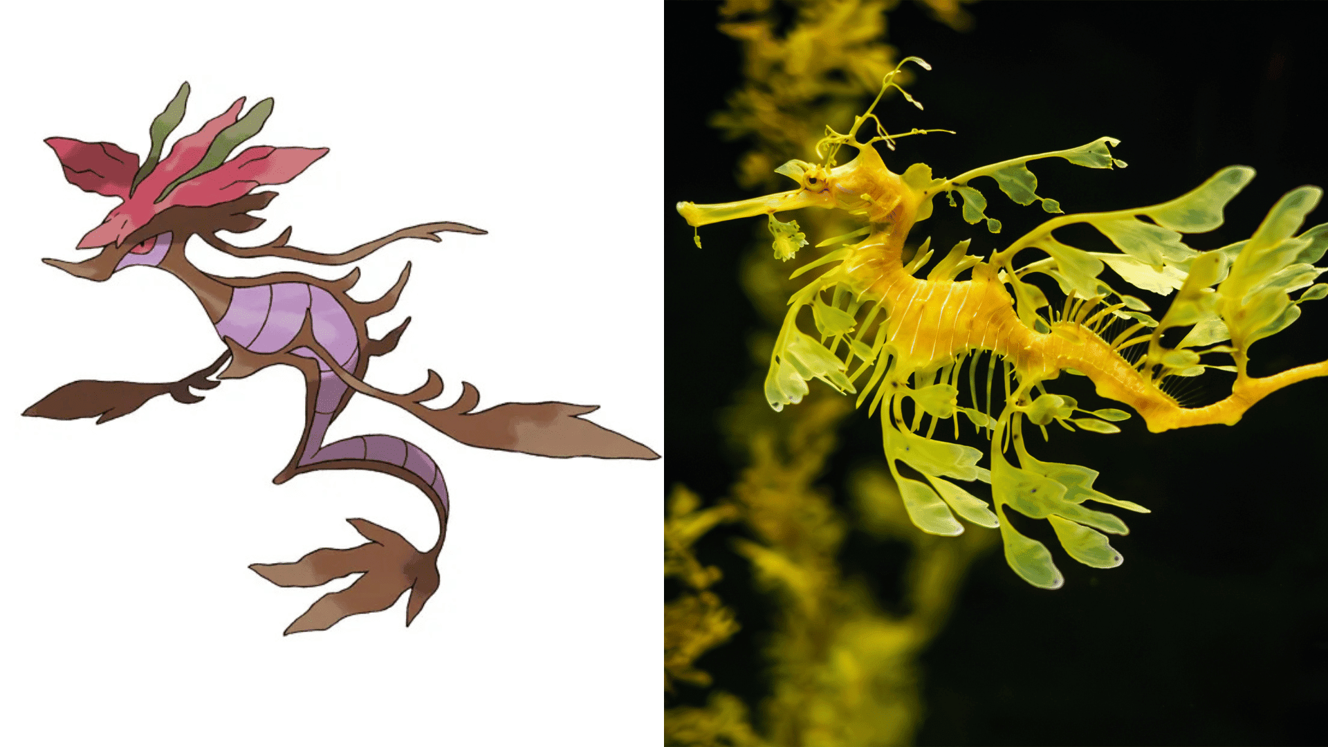 Dragalge - Leafy Seadragon
