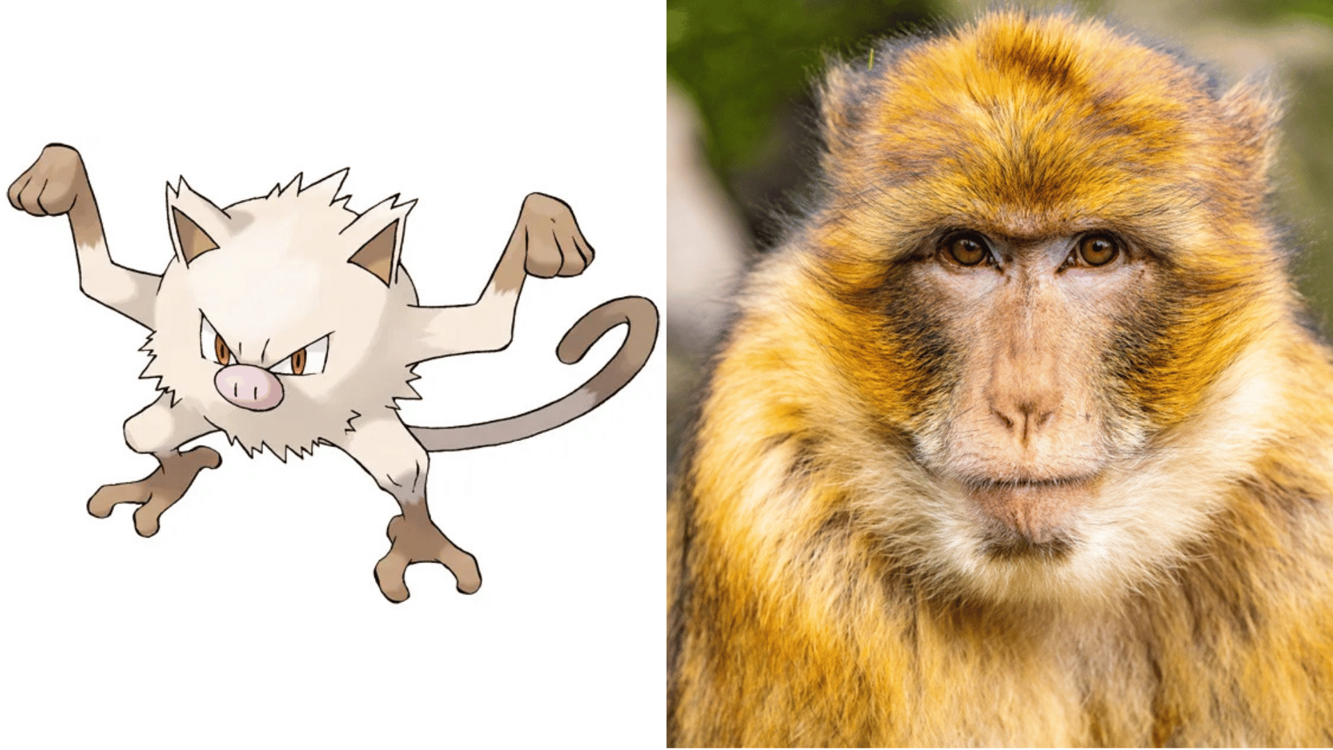Mankey - Barbary Macaque/New World Monkey