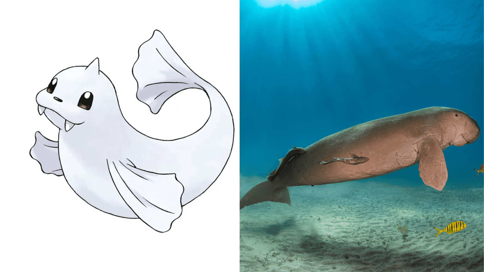 Dewgong - Dugong