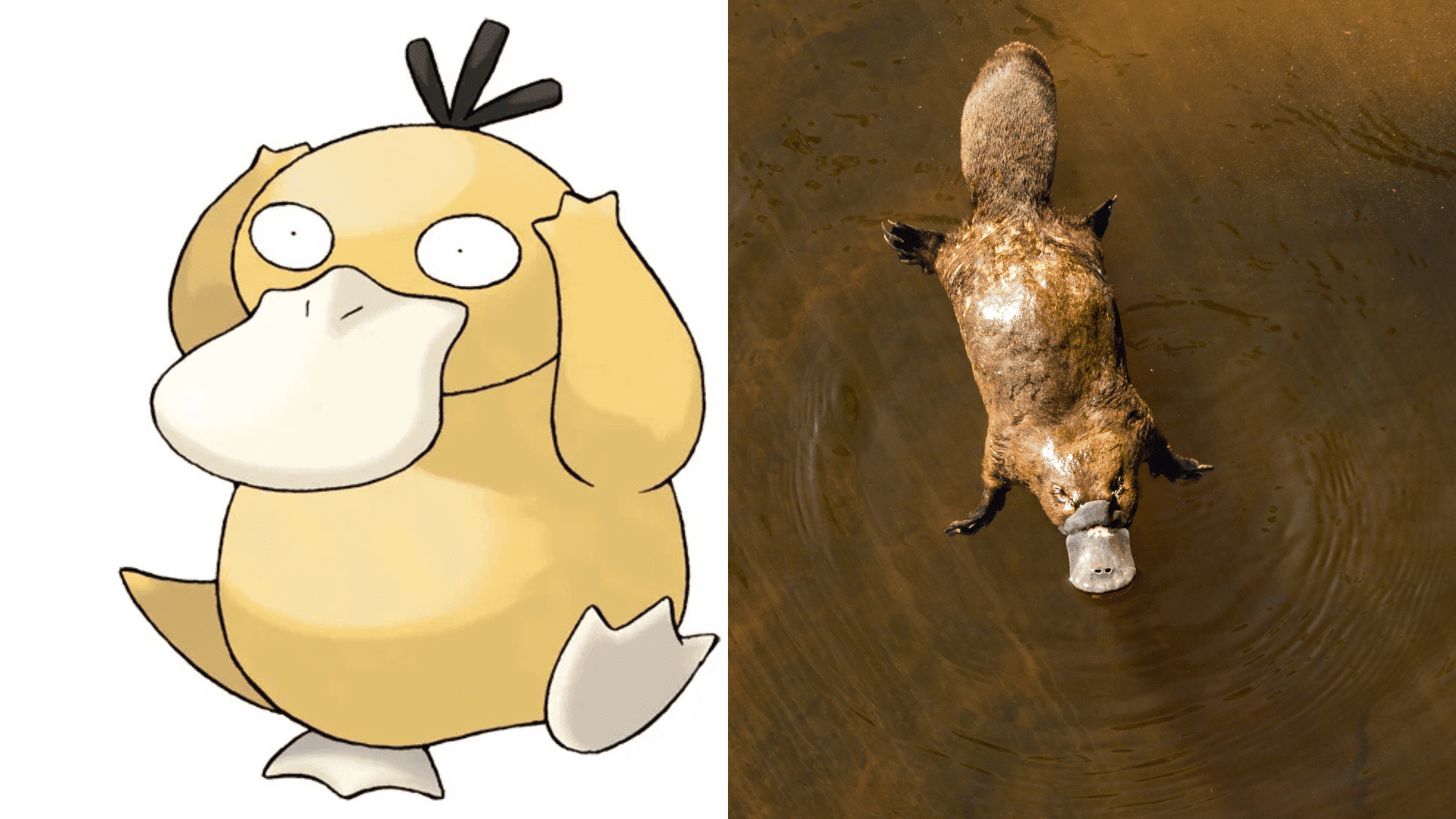 Psyduck - Platypus