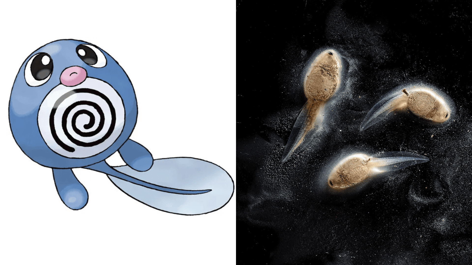 Poliwag - Translucent Tadpoles