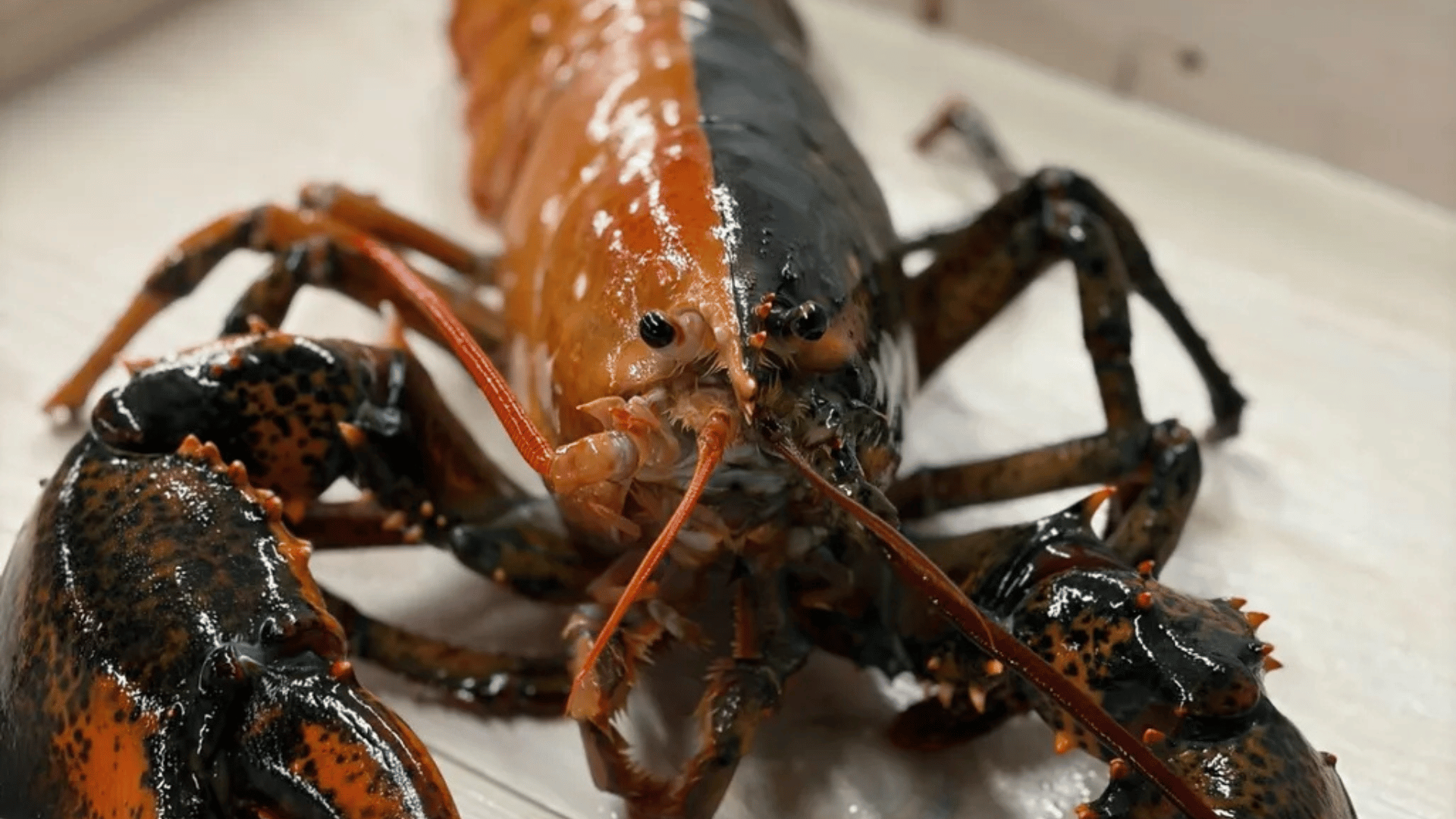 Split color lobster; Photo: Wellfleet Shellfish Company