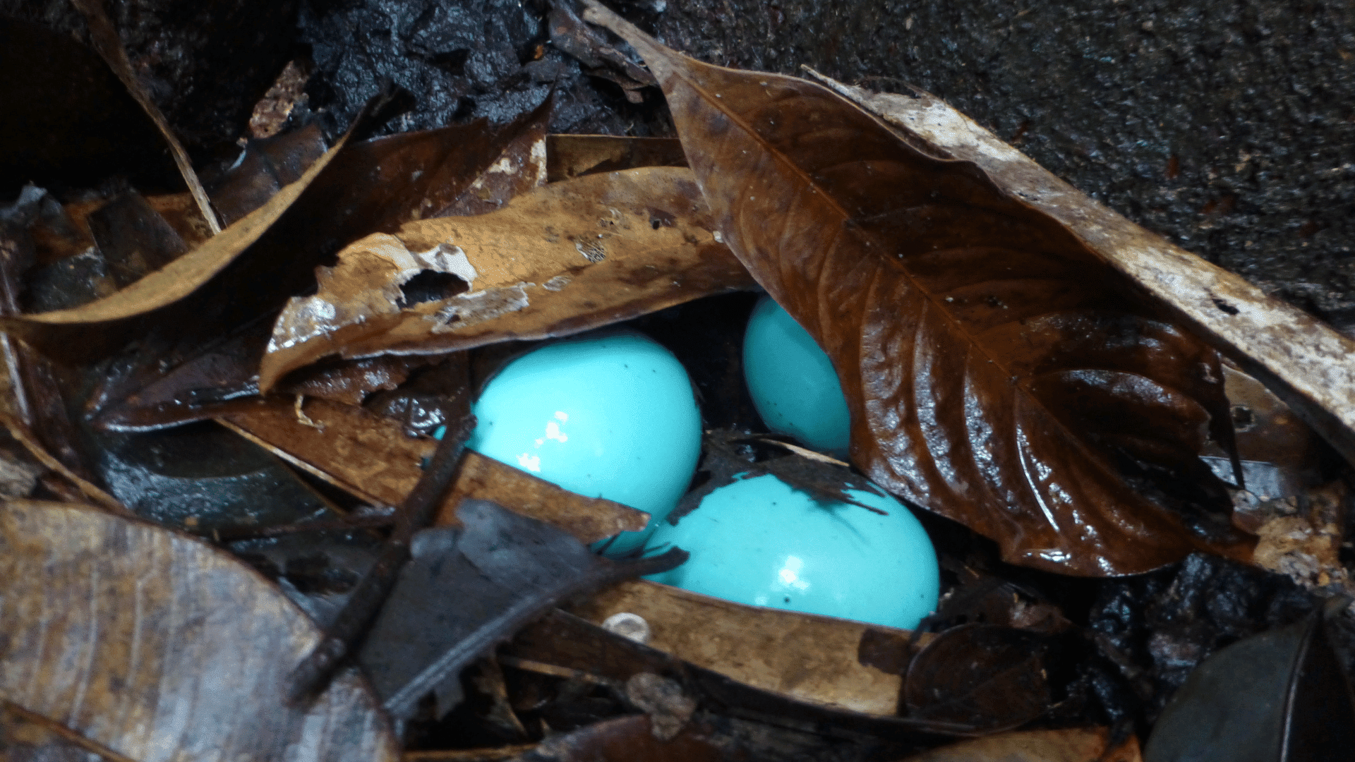Tinamou Bird Eggs