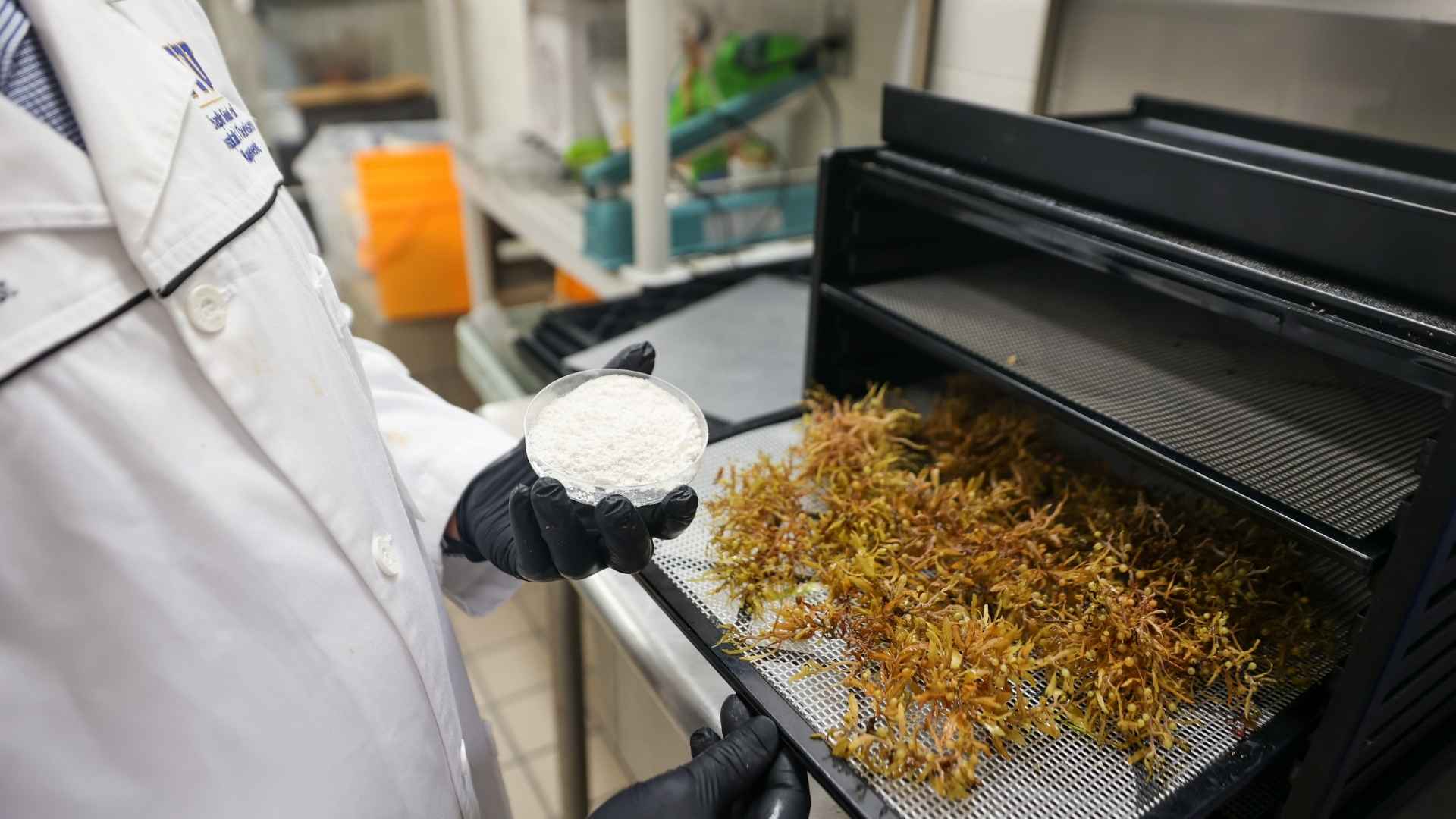 Ahmad holds up sodium alginate, the final product of the extraction process, while seaweed sits on a drying rack.