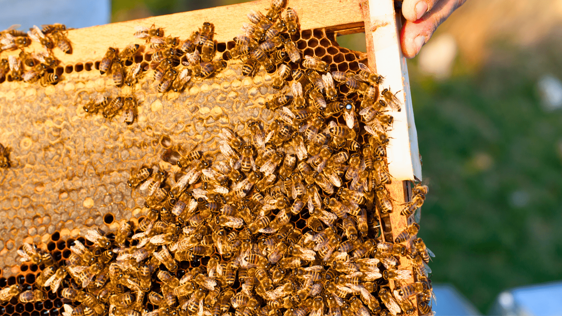 bees bee keeping honey comb