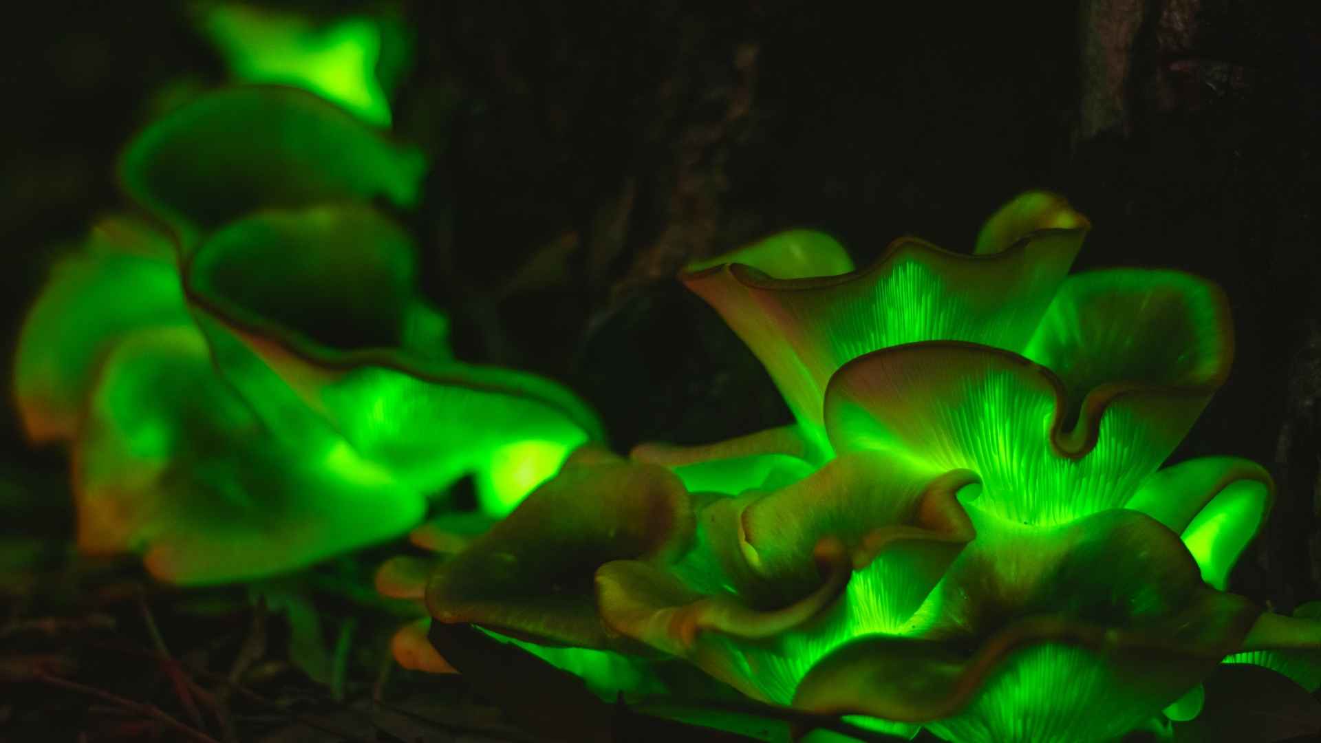 bioluminescence