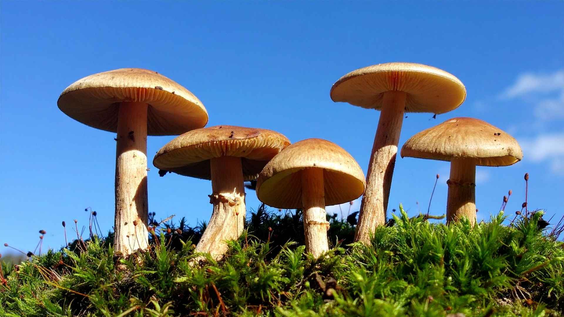 Mushroom furniture