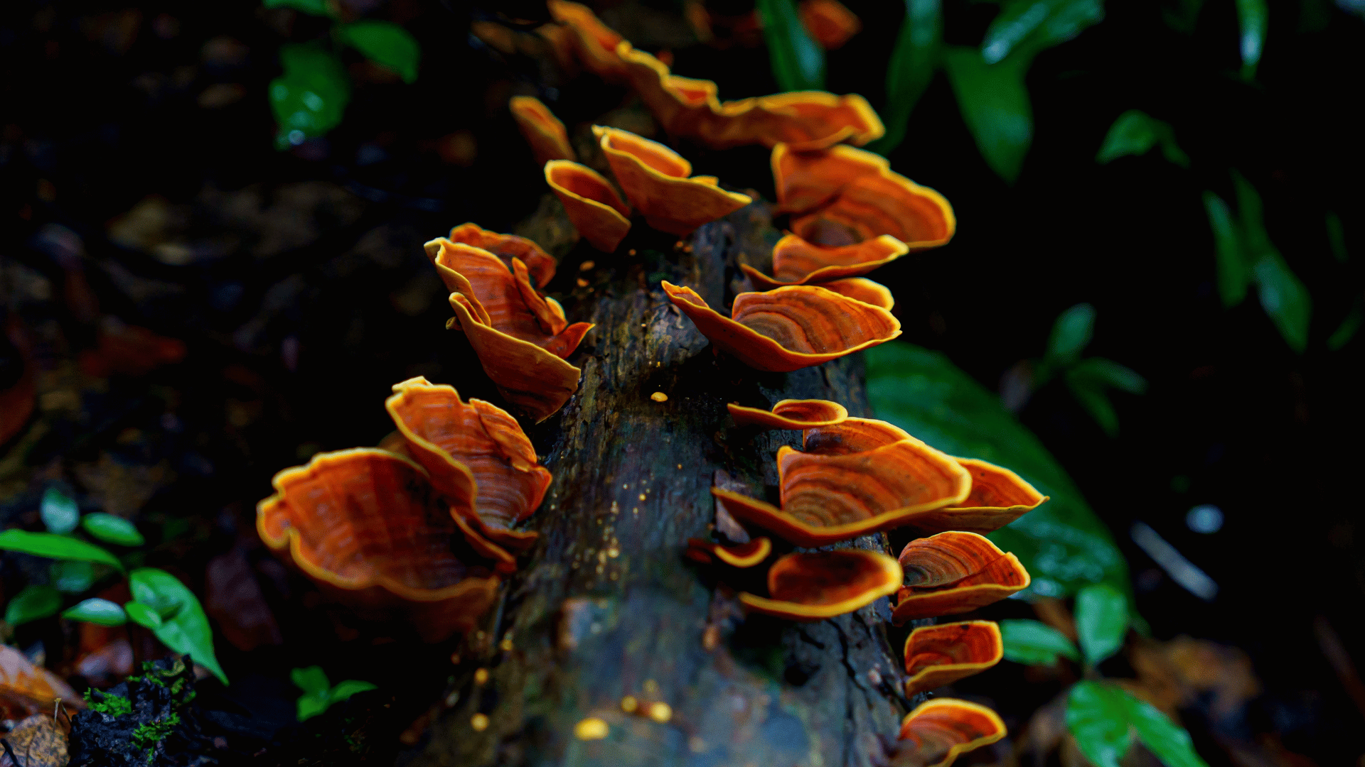 fungi representative image; Photo: Teacherx555