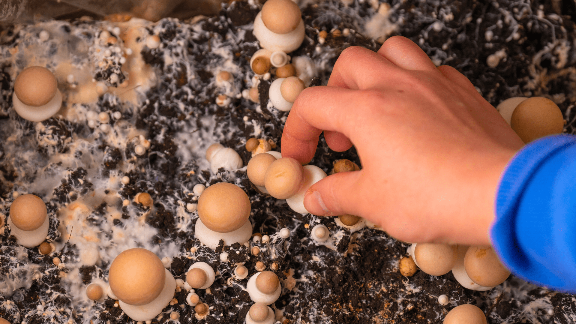 mushrooms for leather