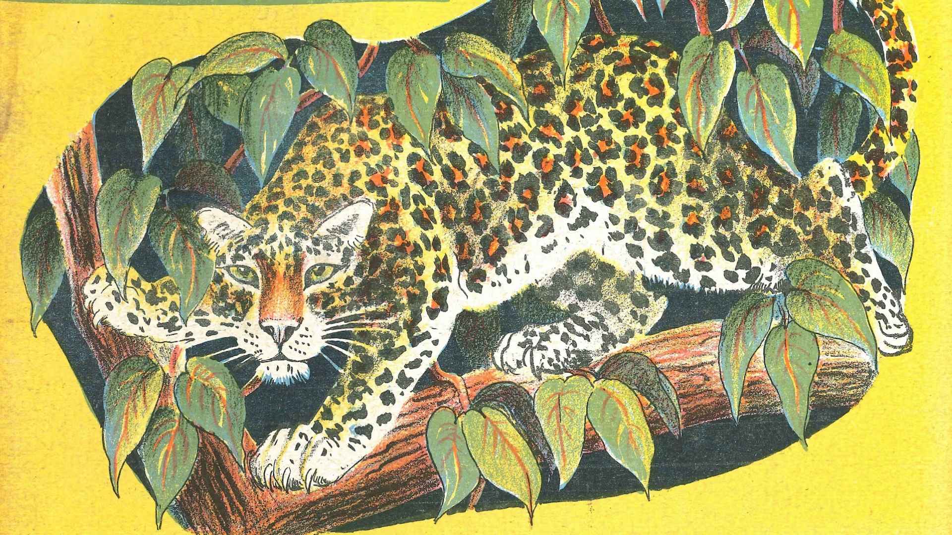 Animals of India - Pearl Binder