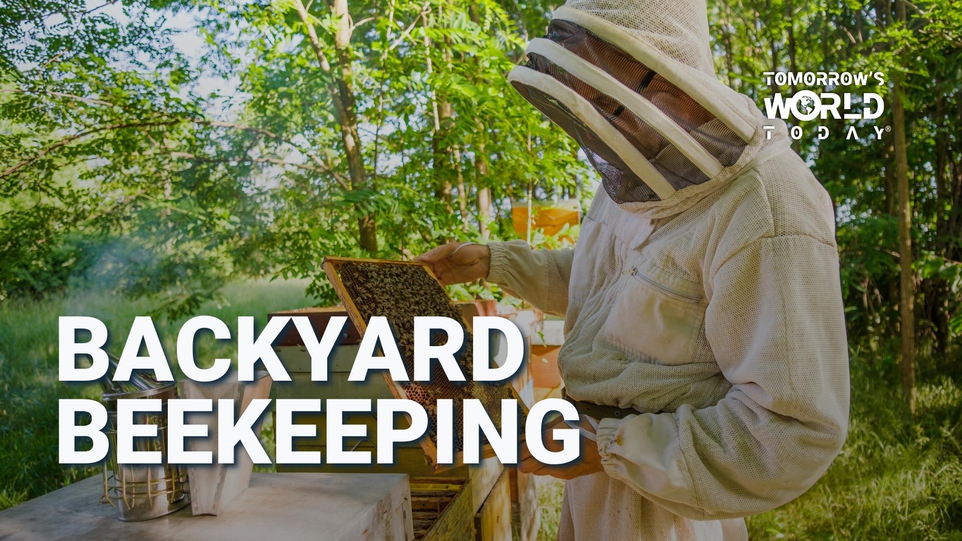 Backyard Beekeeping