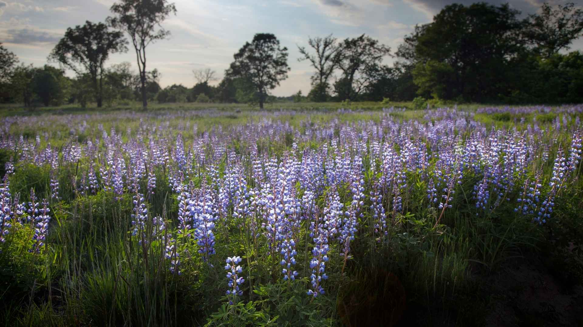 prairie lupine