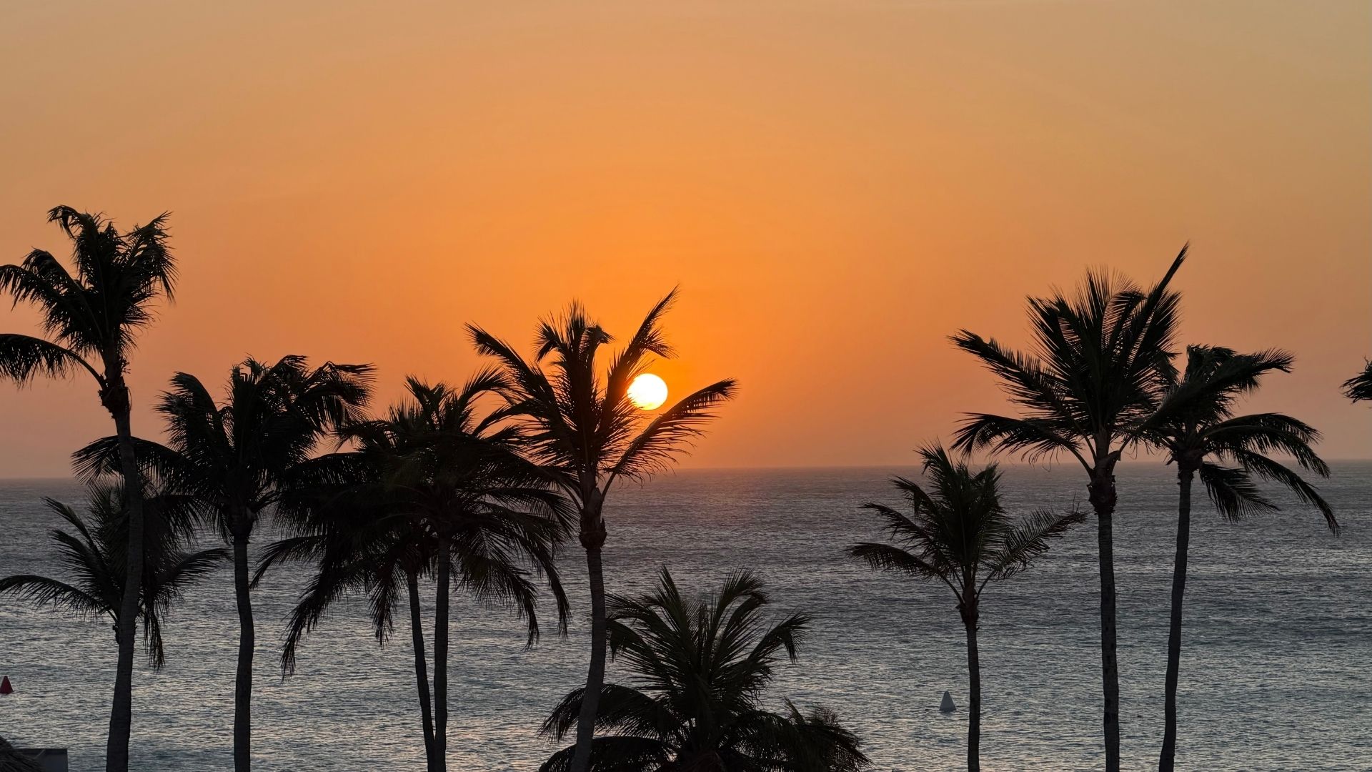 Sunset Through the Palm Trees