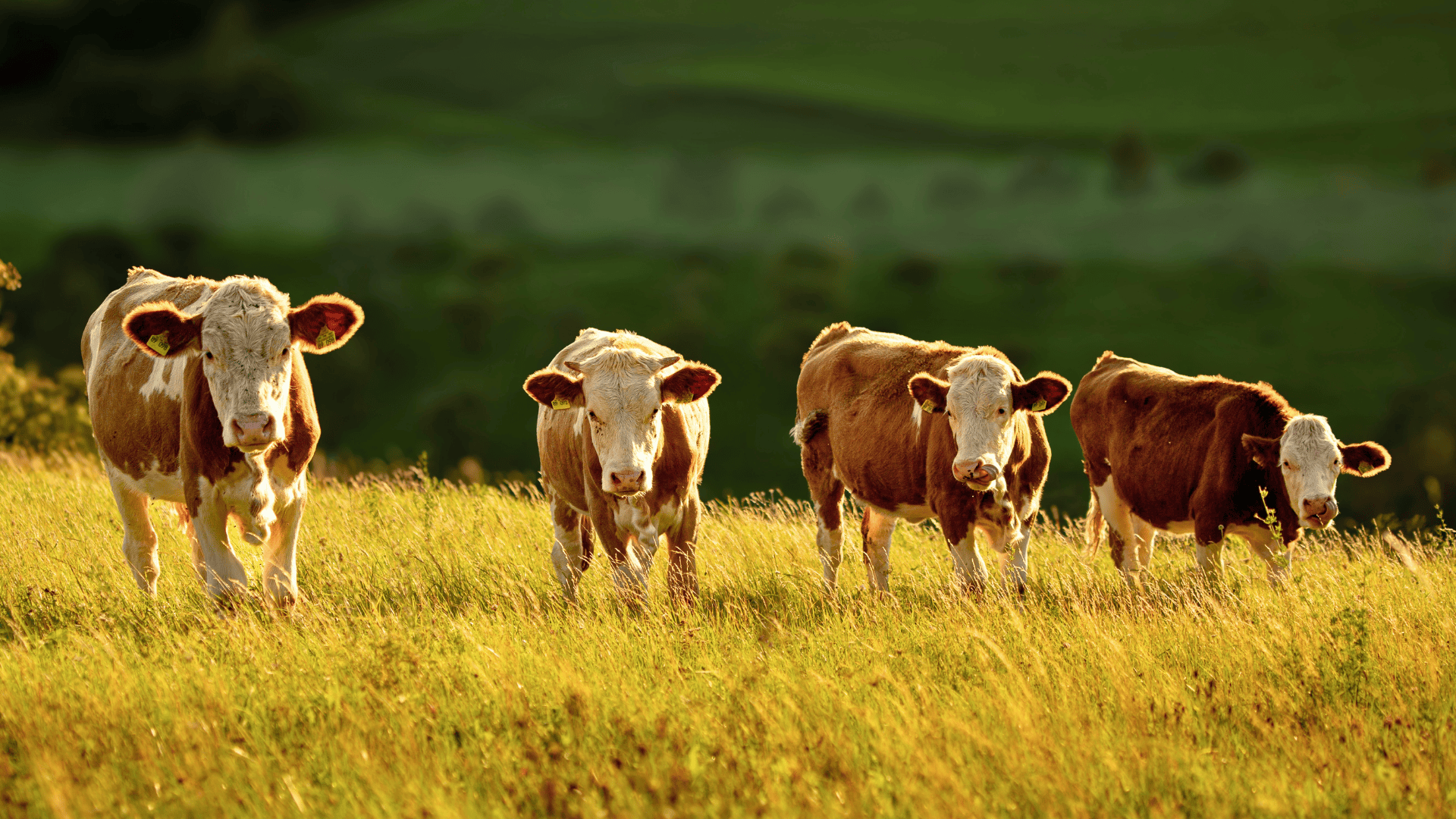 cows cattle vaccine herd