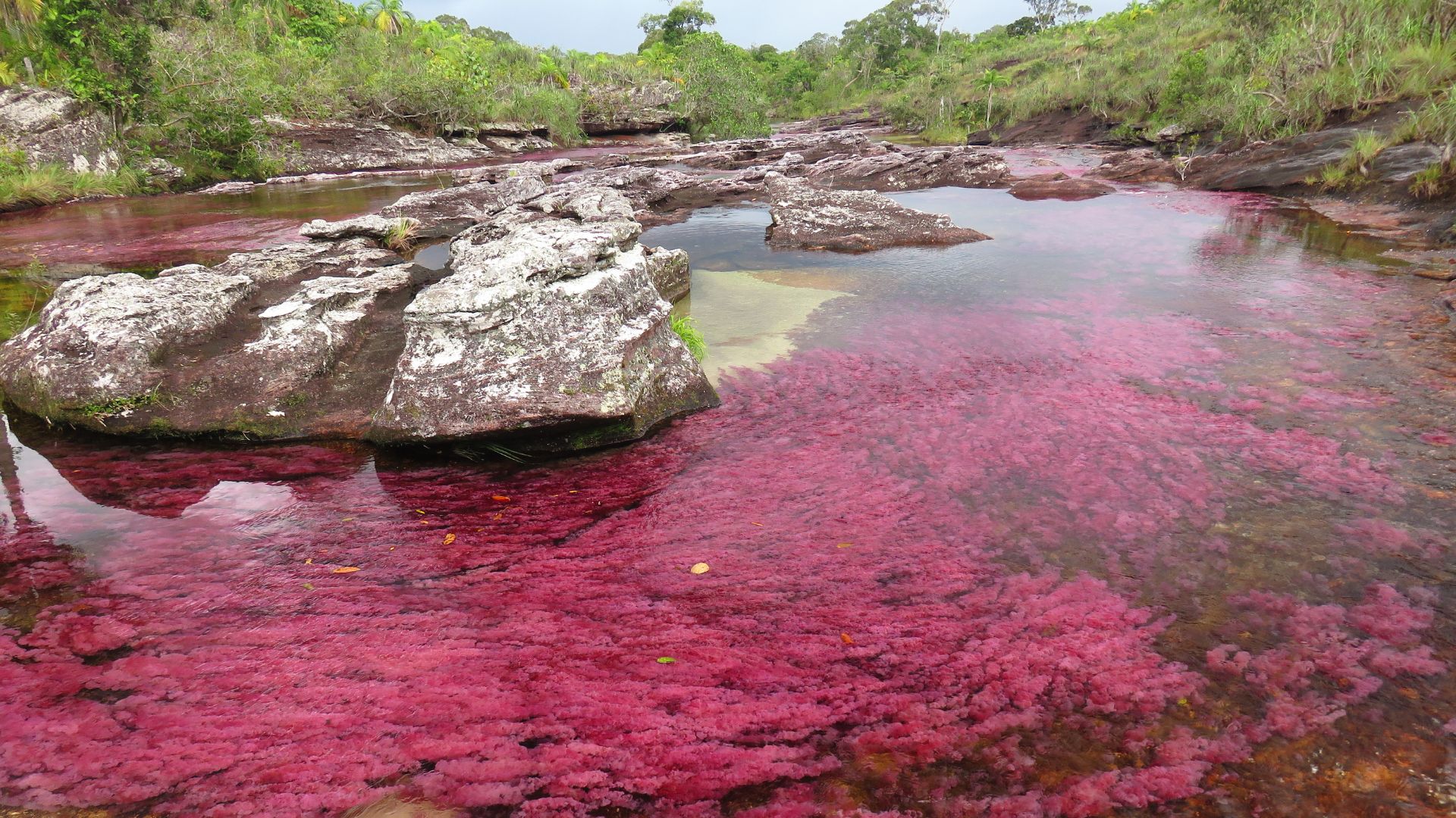 Caño Cristales