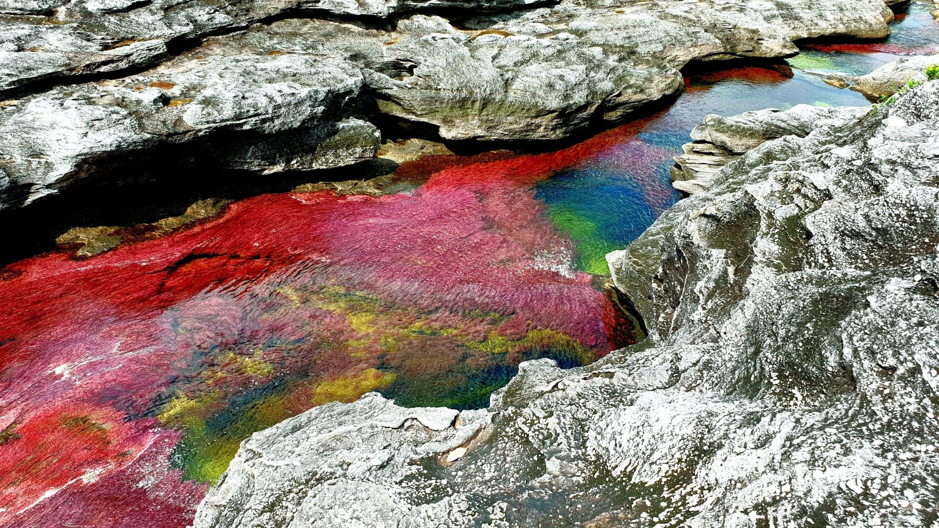 Caño Cristales