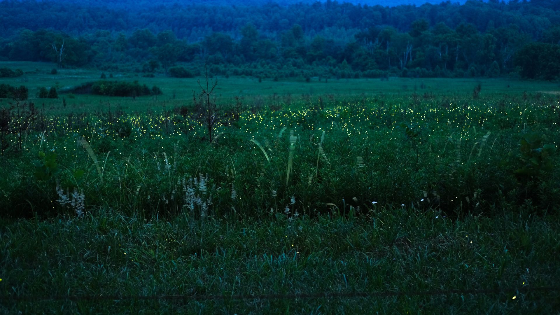 fireflies in the Smokey Mountains