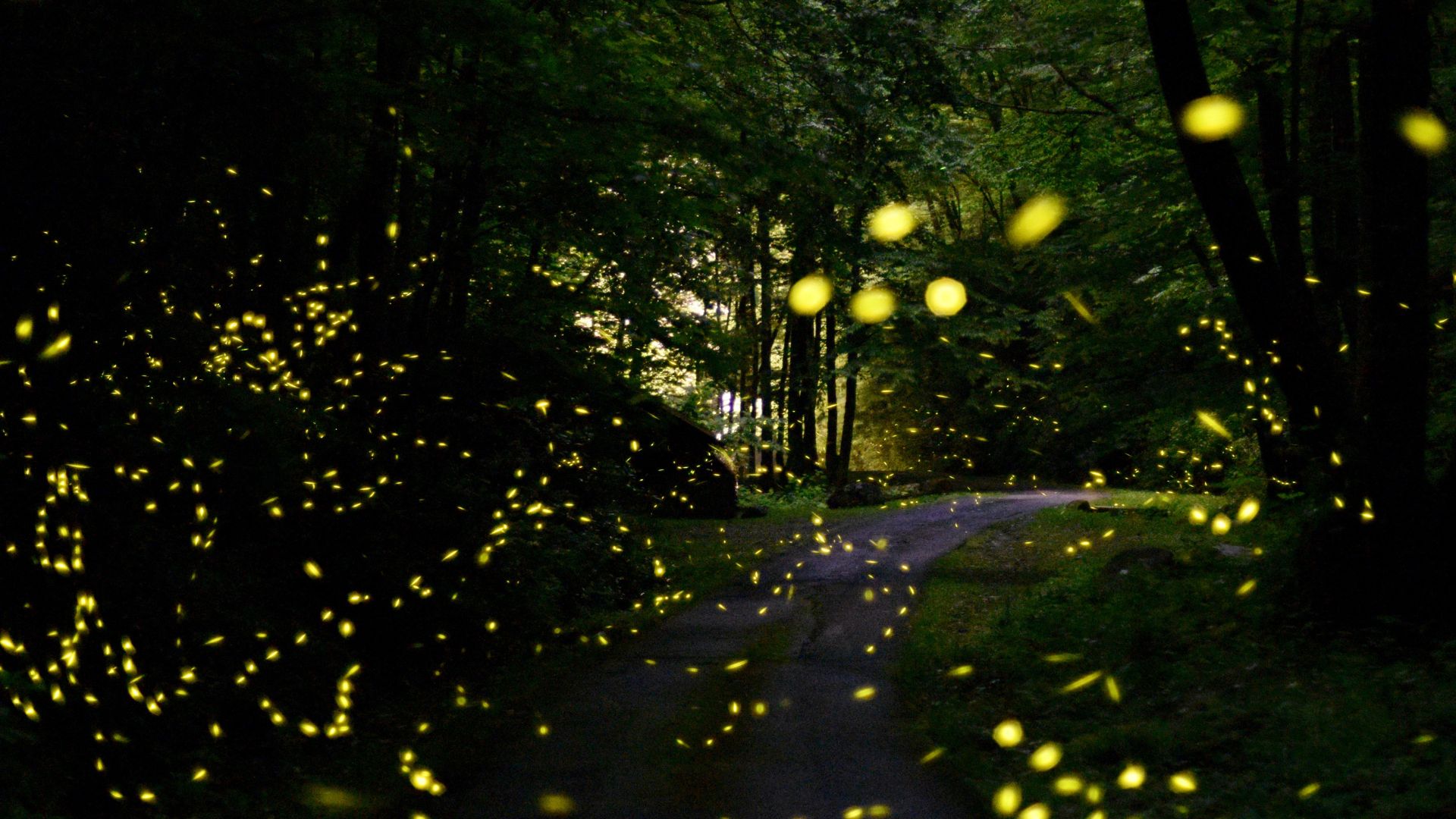 fireflies in the Smokey Mountains