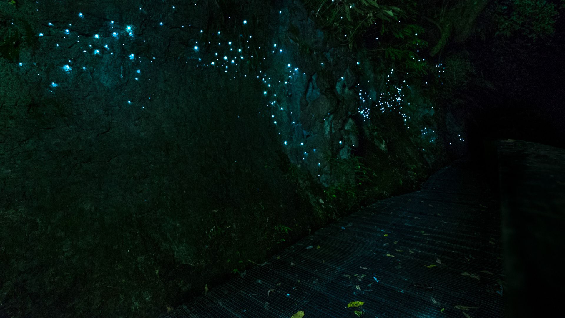 Waitomo Caves