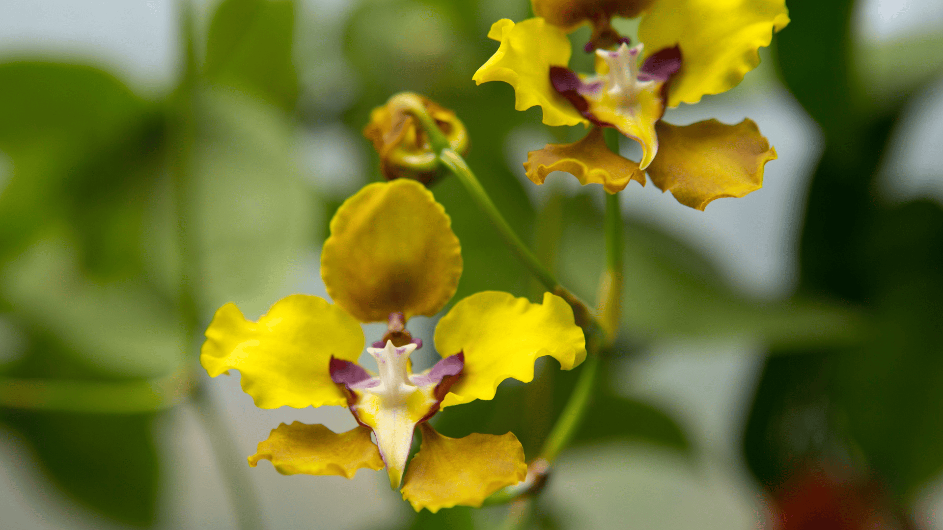 orchid center