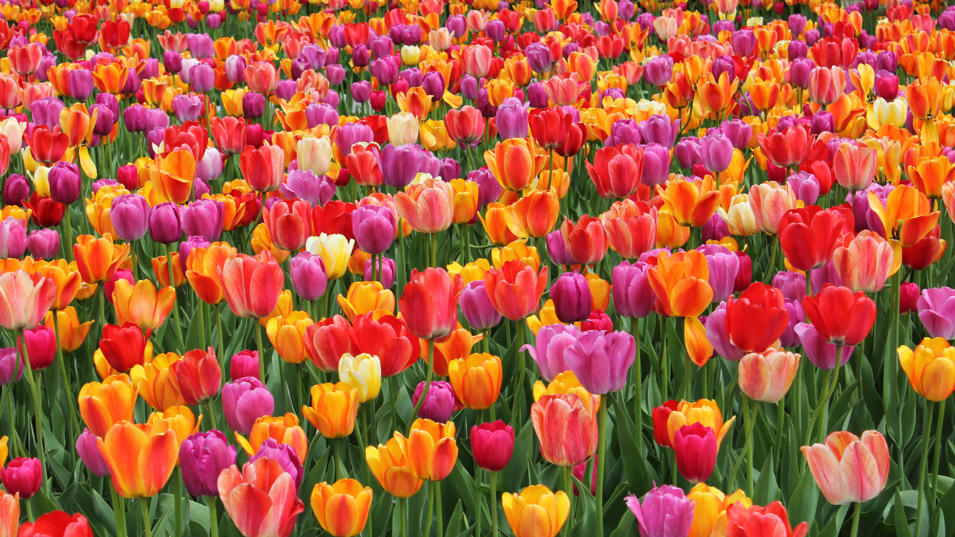 Montreal Botanical Garden