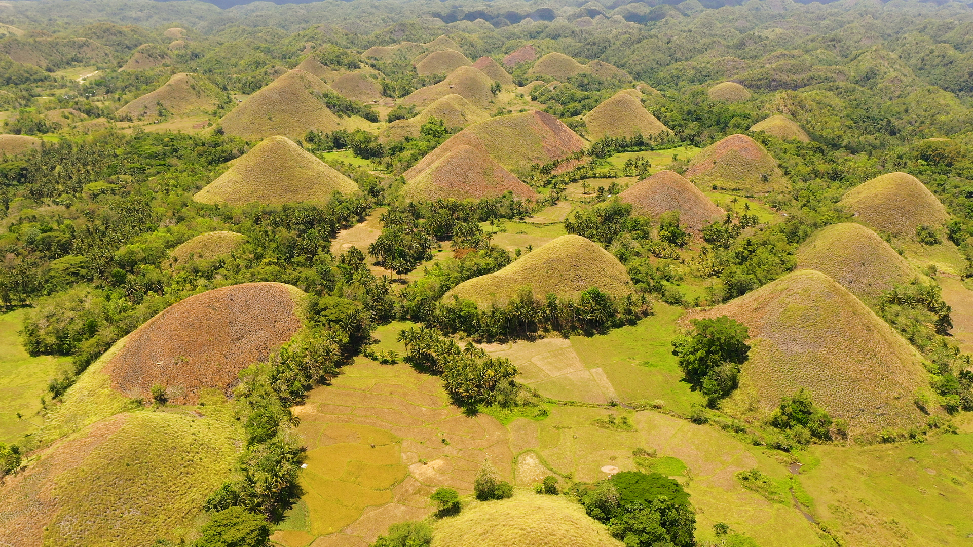 Chocolate Hills