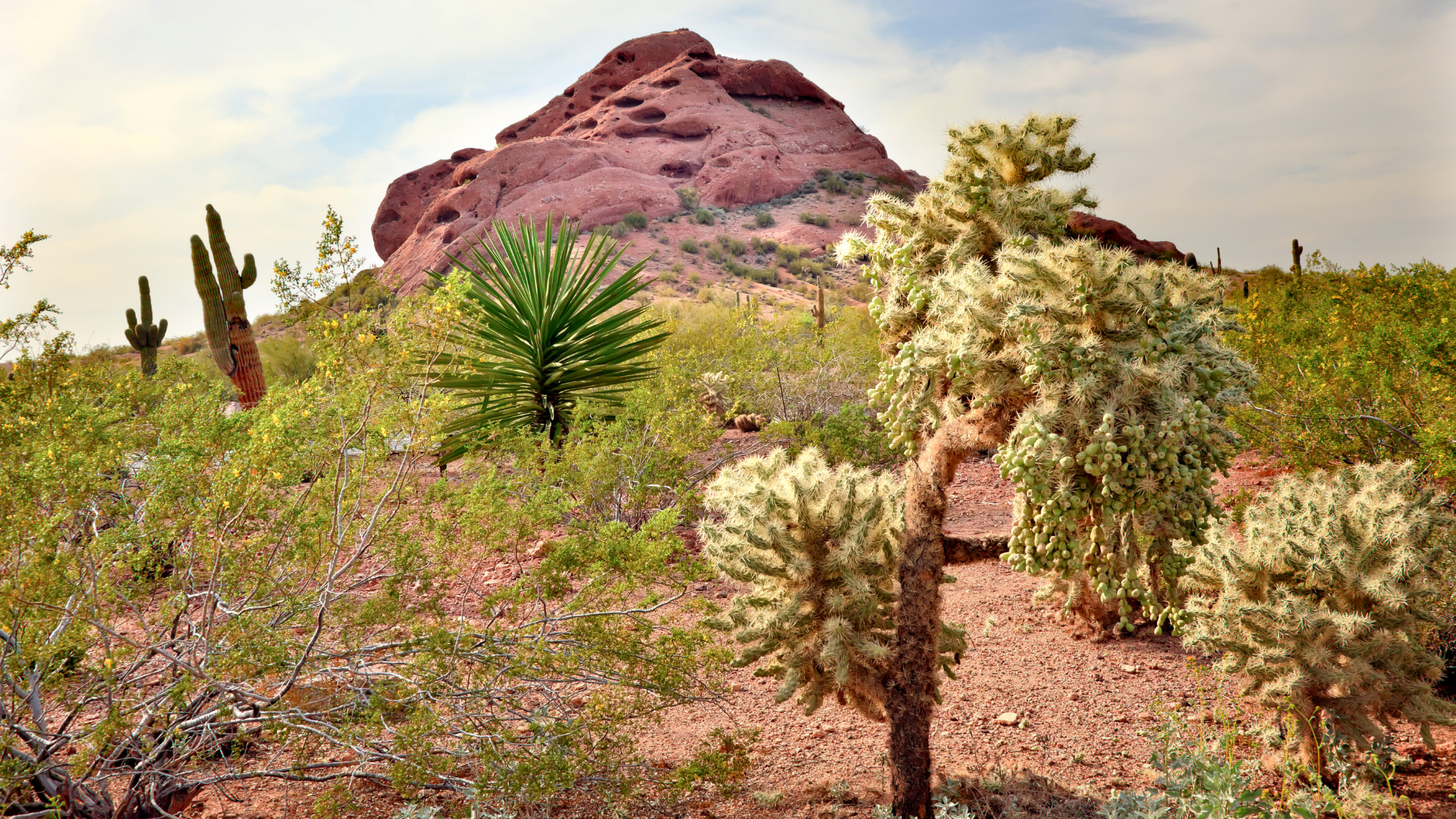 Desert Botanical Garden