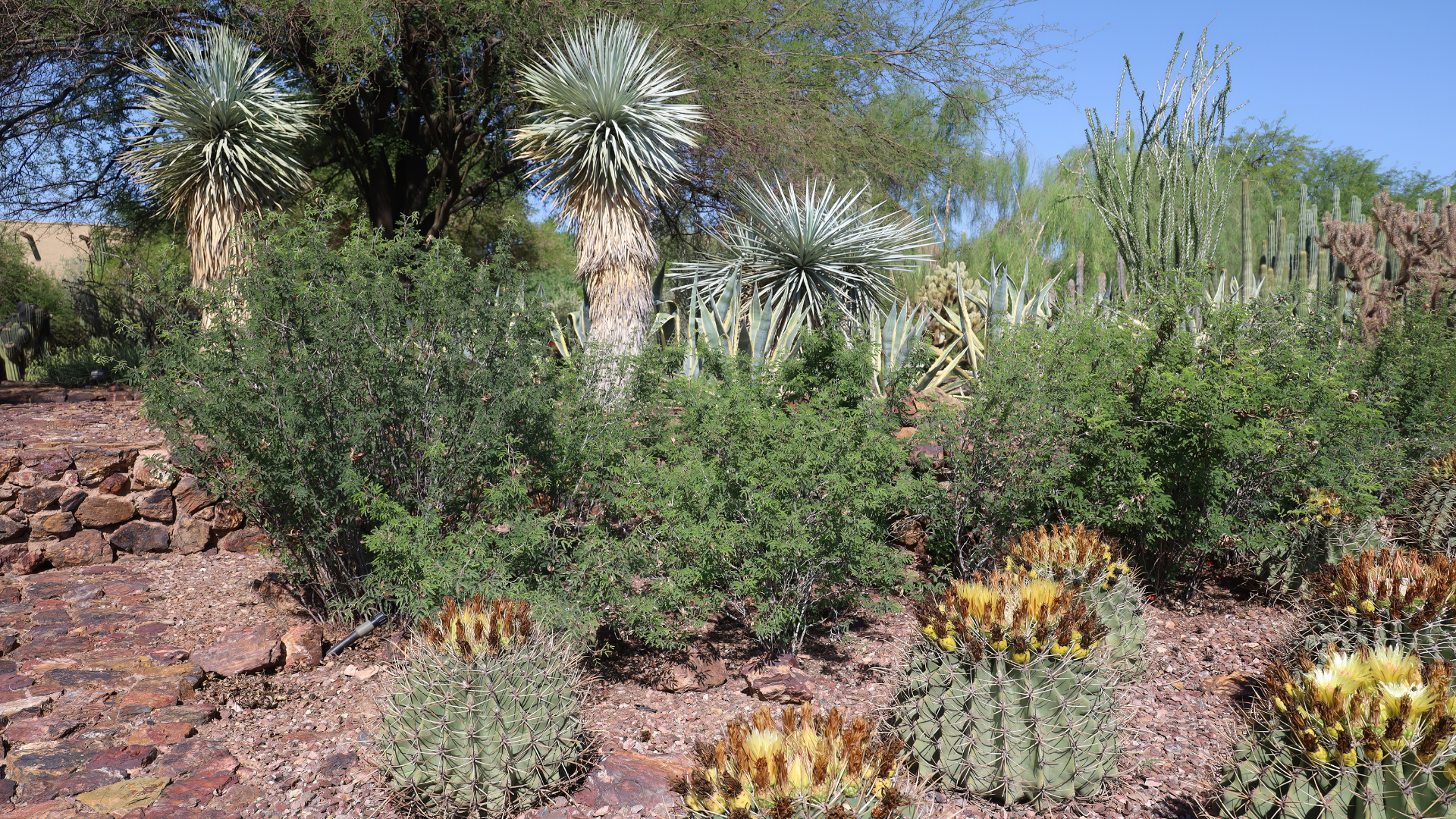 Desert Botanical Garden