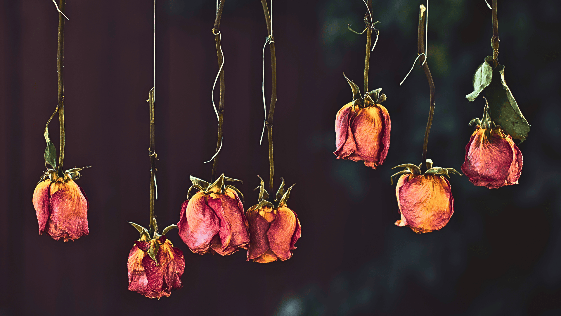 dried flowers art creation roses