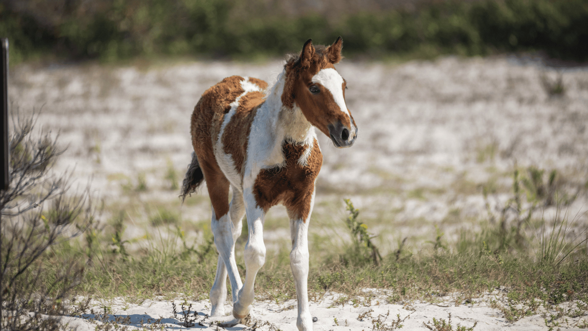 Assateague Island National Seashore