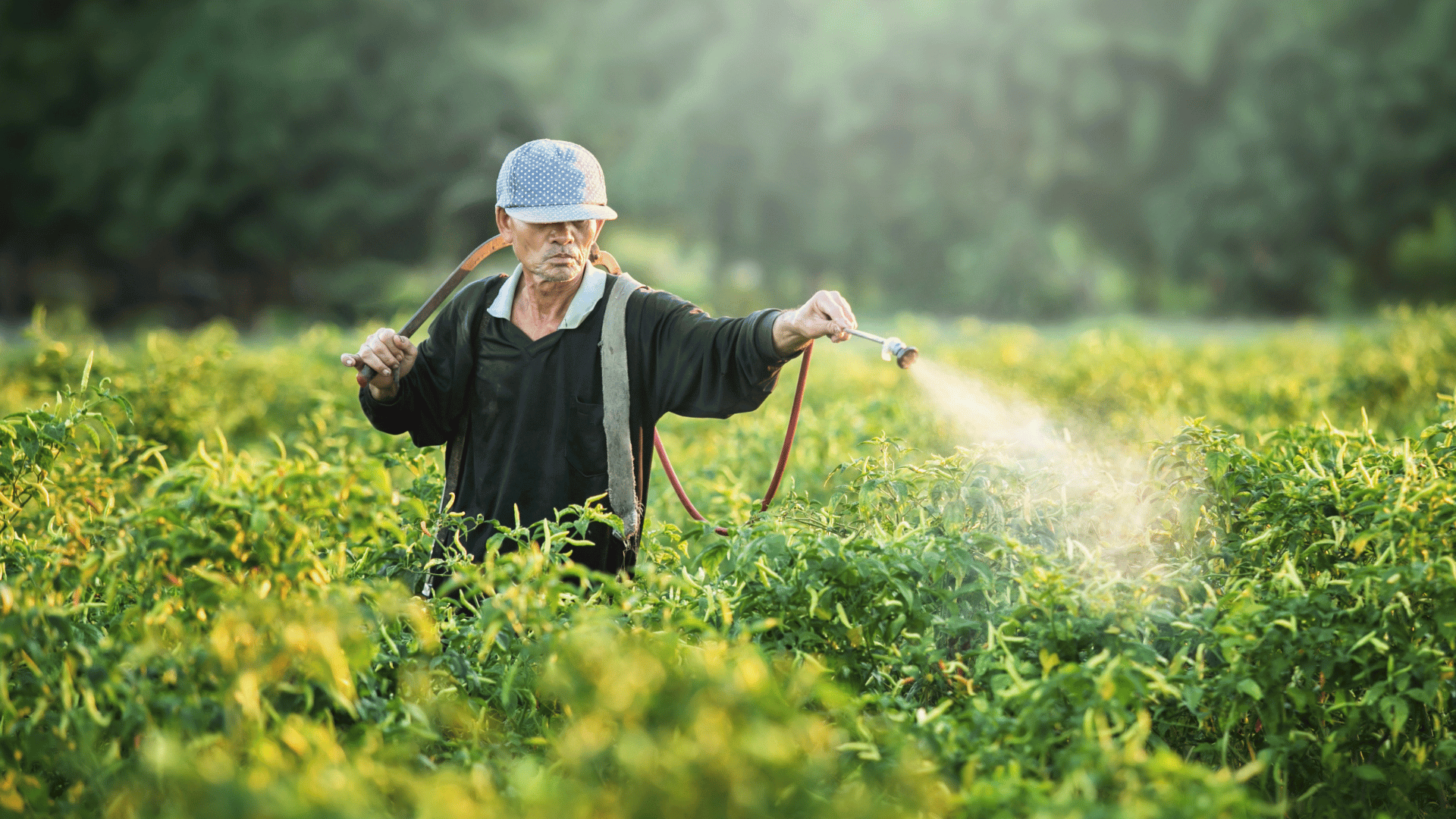 farming farmer crops plants watering
