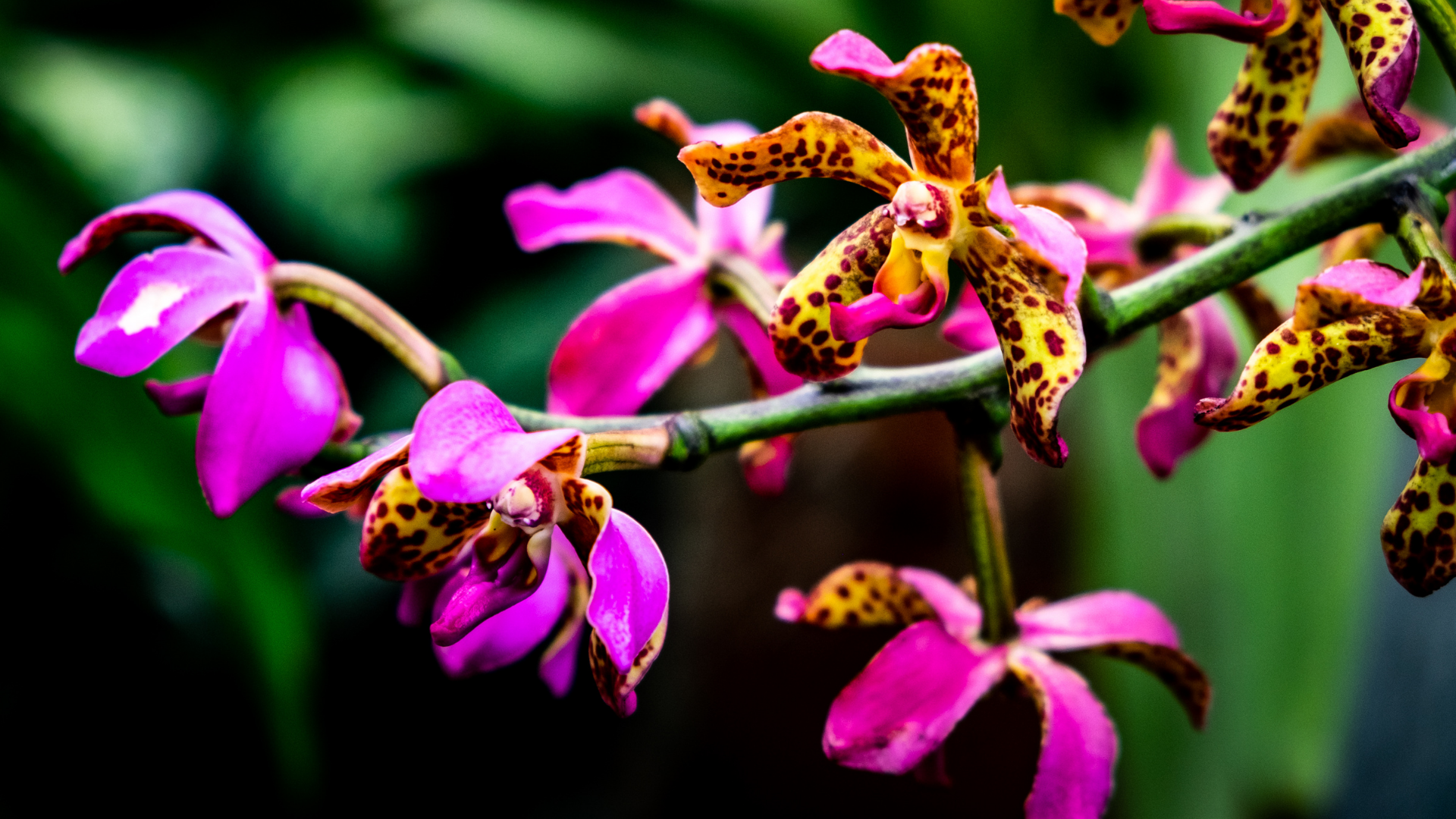 Montreal Botanical Garden