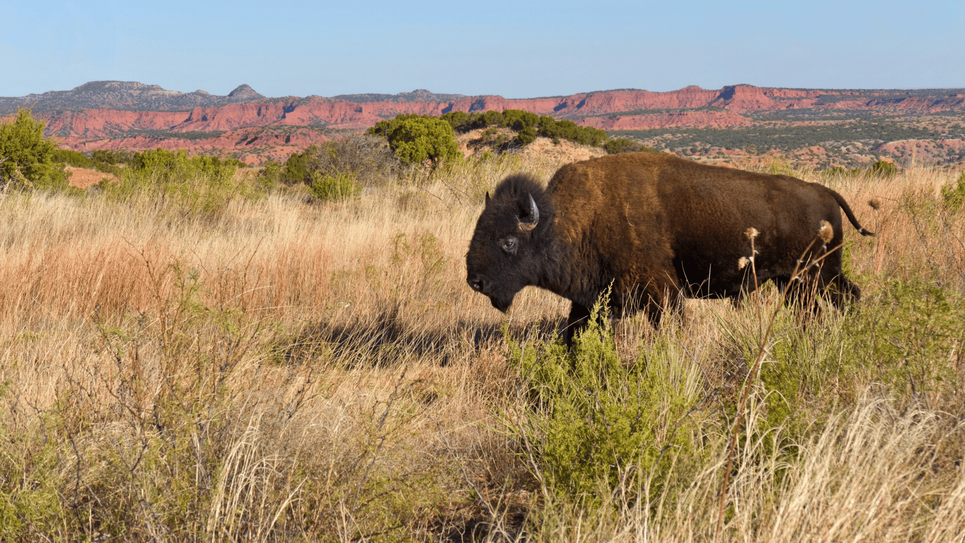 bison in Caprock Canyons State Park