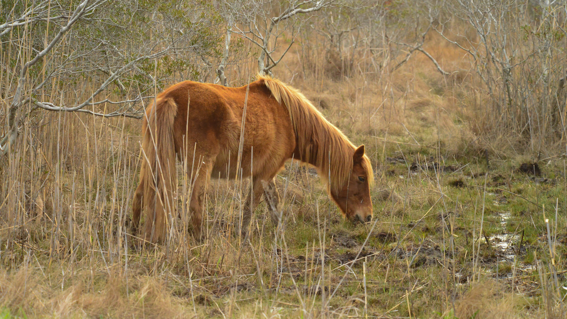 Assateague Island National Seashore