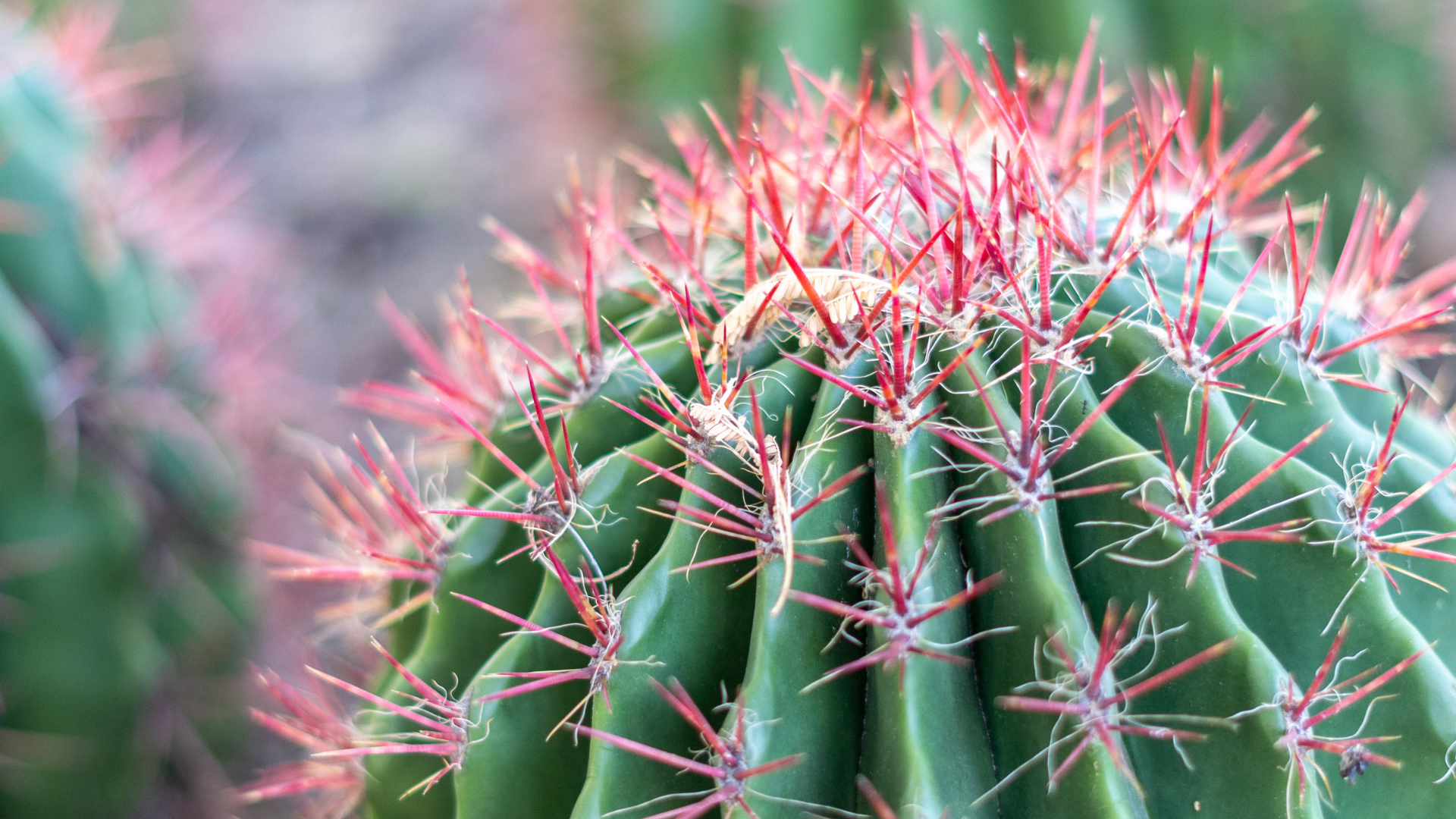 Desert Botanical Garden